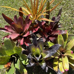 Bromeliads, Tillandsia & Orchids