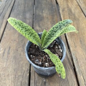 Bulb Green Squill