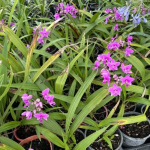 Bulbs, Lilies & Irises