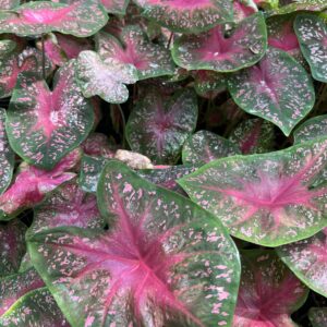 Caladiums