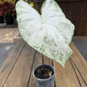 Caladium Moonie