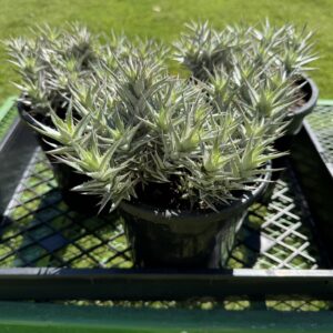 Deuterocohnia Lorentziana Bromeliad