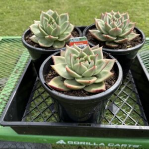Echeveria Vashon
