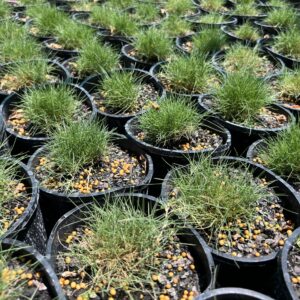 Grasses