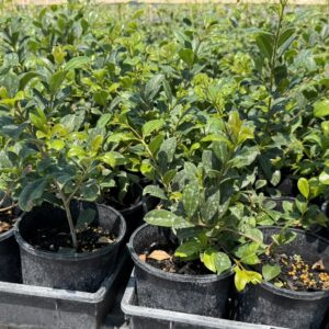 Hedging