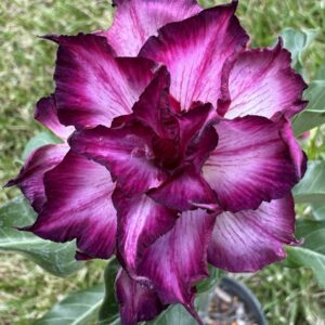 Desert Roses