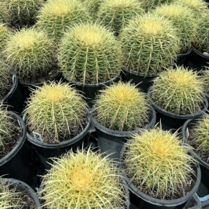 Cacti & Euphorbia