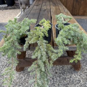 Juniperus All Gold