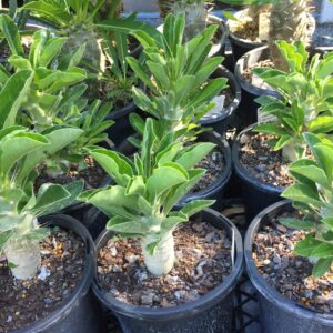 Pachypodium