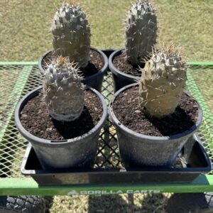 Pachypodium Fiherense