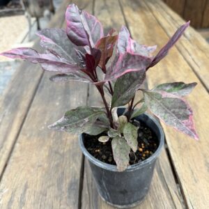 Pseuderanthemum Purple