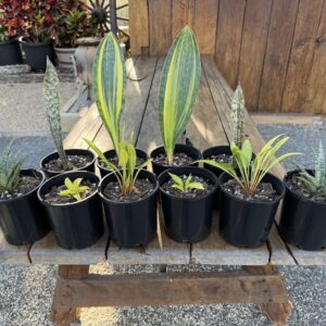 Sansevieria