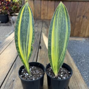 Sansevieria Masoniana Variegated Yellow Whale Fin