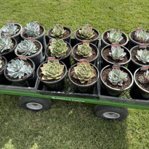 Succulents