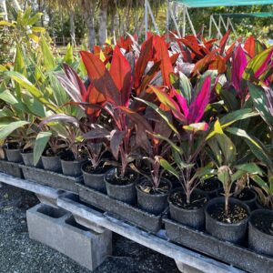 Tropical Foliage