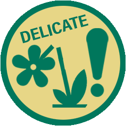 DELICATE