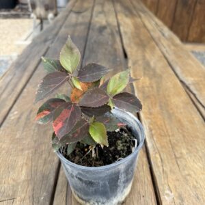 Acalpha Copperleaf Hedge