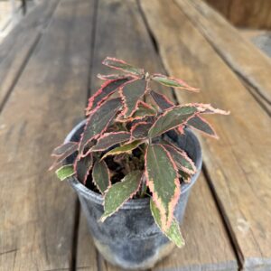 Acalapha 'Firestorm' Hedge