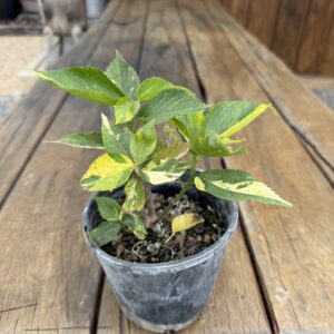 Acalapha Wilkesiana 'Java White' Hedge