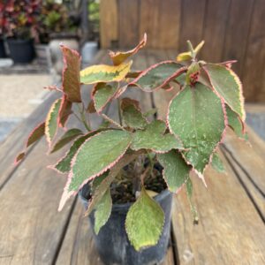 Acalypha Wilkesiana
