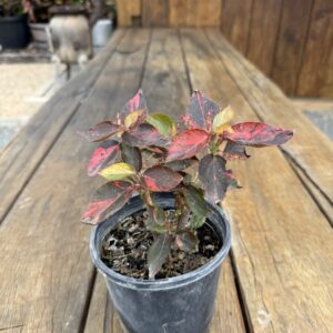 Acalapha Wilkesiana 'Bronze Pink'