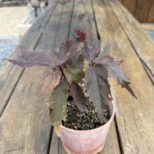 Acalypha Wilkesiana Raggedy Anne