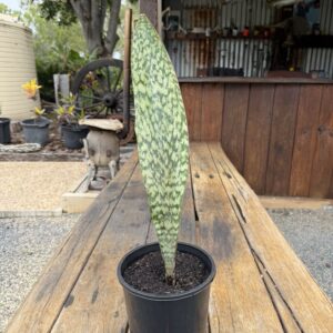 Sansevieria Aubrytiana