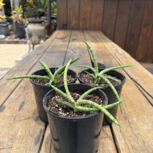 Sansevieria Ballyi cv. 'Minnie'