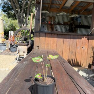 Caladium Cherry Balls
