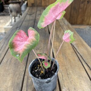 Caladium Kathleen