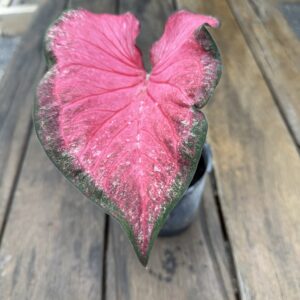 Caladium Moroccan
