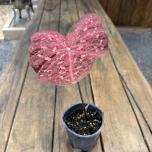 Caladium Raspberry Ripple