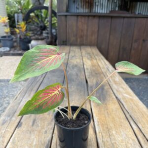Caladium 'Red Glamour'