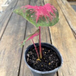 Caladium 'Starlight Red'