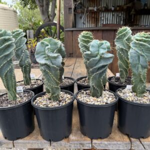 Cereus forbesii 'Spiralis' - Spiral Cactus