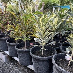 Crotons