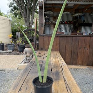 Sansevieria Cylindrica var. patula