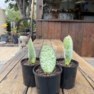Sansevieria Elliptica