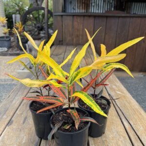 Firestorm Croton