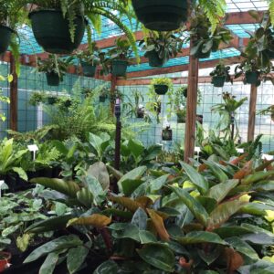 Indoor Plants