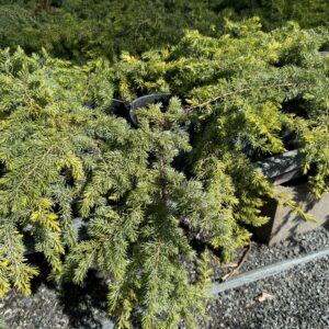 Ground Covers