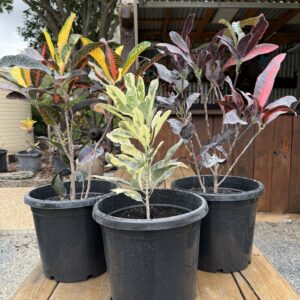 Crotons 300mm