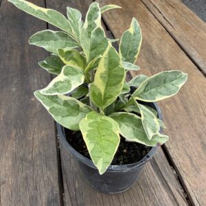 Pseuderanthemum White