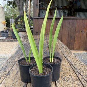 Sansevieria Senegambica