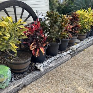 Shrubs & Garden Fillers