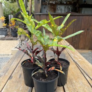 Tiger Eye Croton