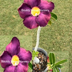 Purple/Pink Desert Rose