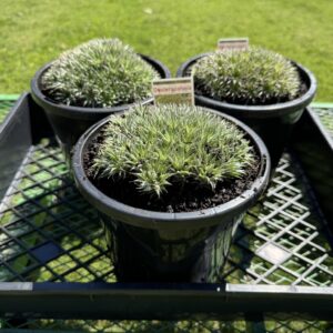 Deuterocohnia Brevifolia 'Fine Grey' Bromeliad