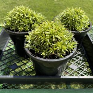 Deuterocohnia green