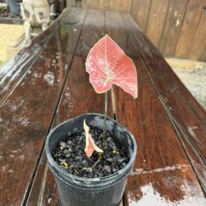 Caladium Blazing Sun